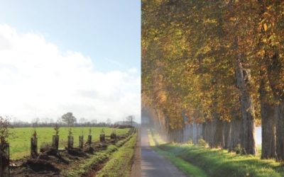 Le projet de l’allée de Joué-du-Plain, lauréat du concours de la SPPEF