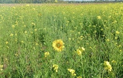 Les haies et les abeilles mellifères