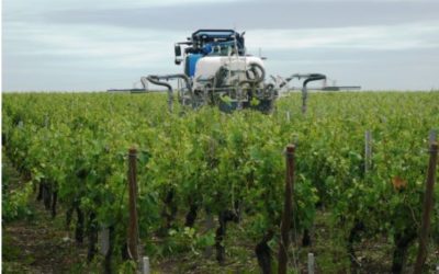 En Gironde : des haies pour protéger des sites “sensibles” des épandages dans les vignes