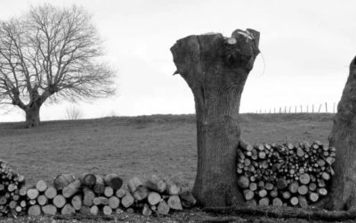 Journée de formation annuelle sur la gestion durable du bocage