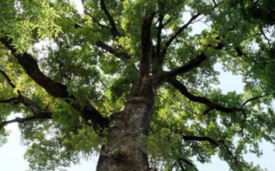 L’arbre(s) à la biennale nature et paysage 2016