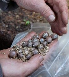 Animation-plantation à Laqueuille le 27 novembre 2015