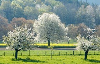 Animation-plantation à Vandoncourt le 6 avril 2016