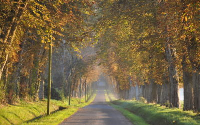 Animation-plantation à Joué-du-Plain le 18 novembre 2015