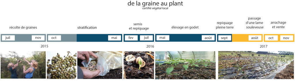 frise chronologique élevage plants AAL'