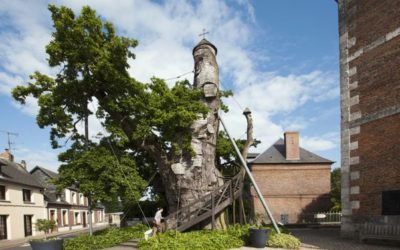 Candidatez pour l’arbre de l’année