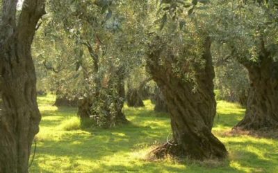 Appel d’offres Agroforesterie tempérée Fondation de France