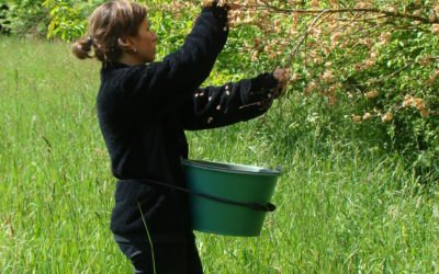 Journée d’échanges « Semer et planter local : un défi pour la biodiversité »