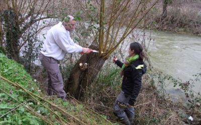 Formation sur la taille des arbres