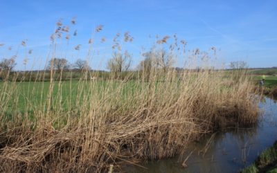 Animation-plantation d’une ripisylve avec la Fondation Yves Rocher