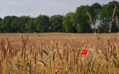 Rencontres Agroforesteries 2017 : “Quand recherche et terrain collaborent”