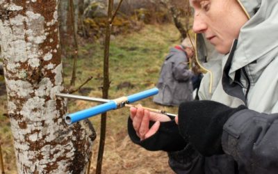 Des arbres émondés dès la Préhistoire ? Participez à la recherche !