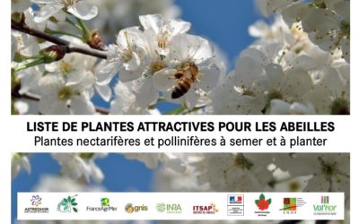 Liste de plantes attractives pour les abeilles