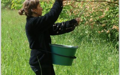 Bilan 2016 de la récolte de graines “Végétal local” avec le soutien de la Fondation Yves Rocher