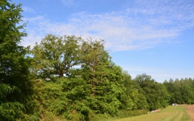 Nouvelle liste des conseillers agroforestiers et techniciens bocage agréés BCAE7