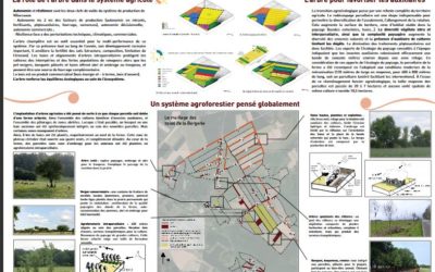 Agroforesterie à la Bergerie de Villarceaux : retour d’expériences