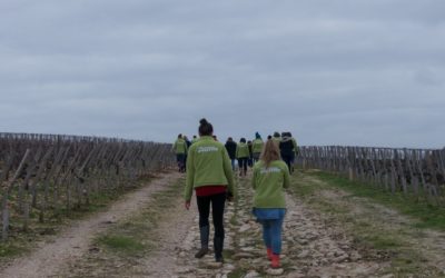 Plantation d’une haie champêtre dans un vignoble du château Gruaud Larose avec la Fondation Yves Rocher