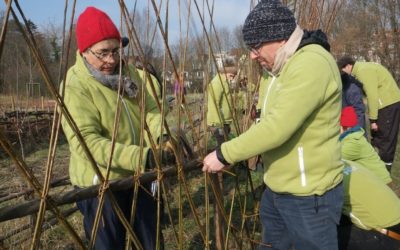 Chantier folies végétales du Muhlbach à Strasbourg