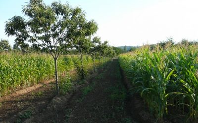 Séminaire du Groupe d’Étude de l’Arbre : les réserves carbonées chez les ligneux – Du 23 au 25 octobre à Angers (49)