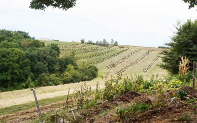 L’agroforesterie intraparcellaire au cœur d’une élaboration paysagère menée par l’agriculteur