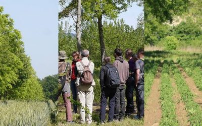 Formation Icosystème : réfléchir, concevoir et valoriser son projet agroforestier