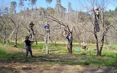 FD CIVAM 30 : Autour de l’arbre – Formations en partenariat  avec AGROOF février – mai