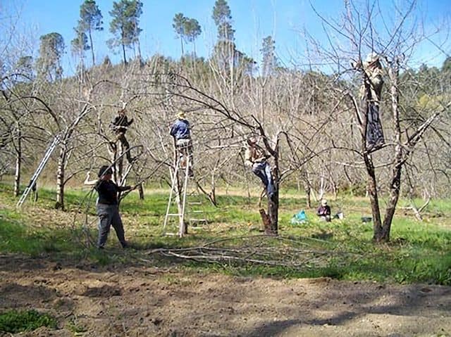 formation taille arbre