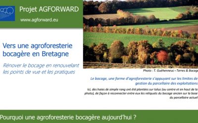 Pourquoi une agroforesterie bocagère aujourd’hui : l’expérience  de “Terres et Bocages”