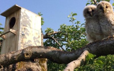 Le rôle de la chouette de l’Oural dans la protection des vergers de pommiers