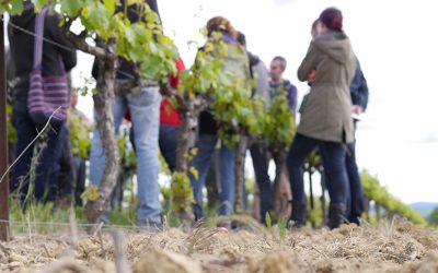 Formation : les haies viticoles – le 17 juin à Autignac (34)