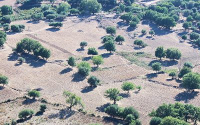 Publication majeure dans Science sur le potentiel mondial de la reforestation contre le changement climatique