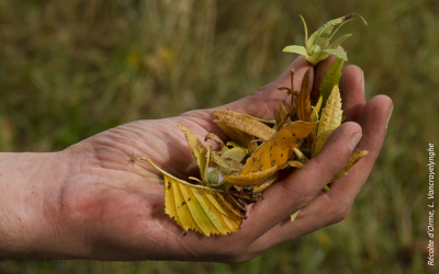 Journée d’échanges : Est si on plantait des espèces locales ? | Agence régionale de la biodiversité Centre-Val de Loire – le 17 octobre à Ingré (45)