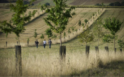 Enquête en ligne sur le végétal local en Nouvelle-Aquitaine : participez jusqu’à fin novembre 2019