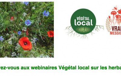 Webinaire Herbacées #2 : Végétal local en milieu urbain, (ré)concilier fleurissement et biodiversité