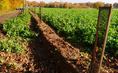 [réponse avant le 17/01/20] Sites Natura 2000 : appel à manifestation d’intérêt pour des suivis de jeunes haies