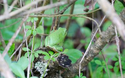 Enquête OFB – Impacts des modes de gestion des infrastructures vertes sur la biodiversité et la qualité de l’eau