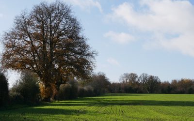 ZOOM SUR UN JURY LOCAL EN NOUVELLE AQUITAINE : Concours des pratiques agro-écologiques – Agroforesterie 2021