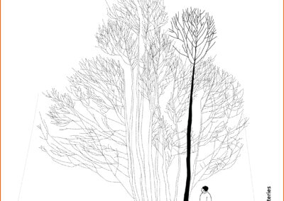 A.2.1 : Cépée d’arbre convertie progressivement en futaie sur-souche