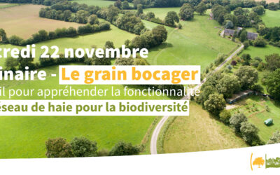 Biodiversité : Le grain bocager – Un outil pour appréhender la fonctionnalité d’un réseau de haie pour la biodiversité