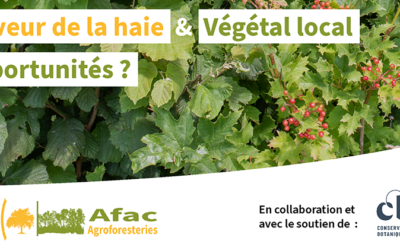 Webinaire 22 février – Pacte en faveur de la haie et Végétal local : quelles opportunités ?